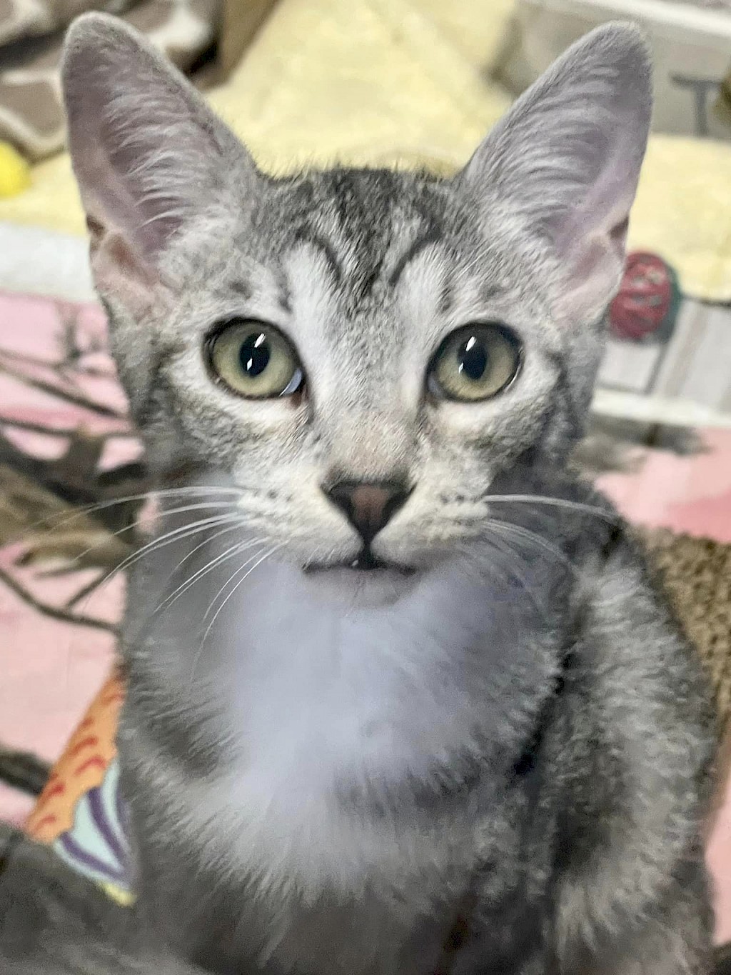 silver tabby she cat with blue eyes